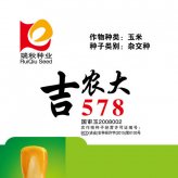 吉農大578